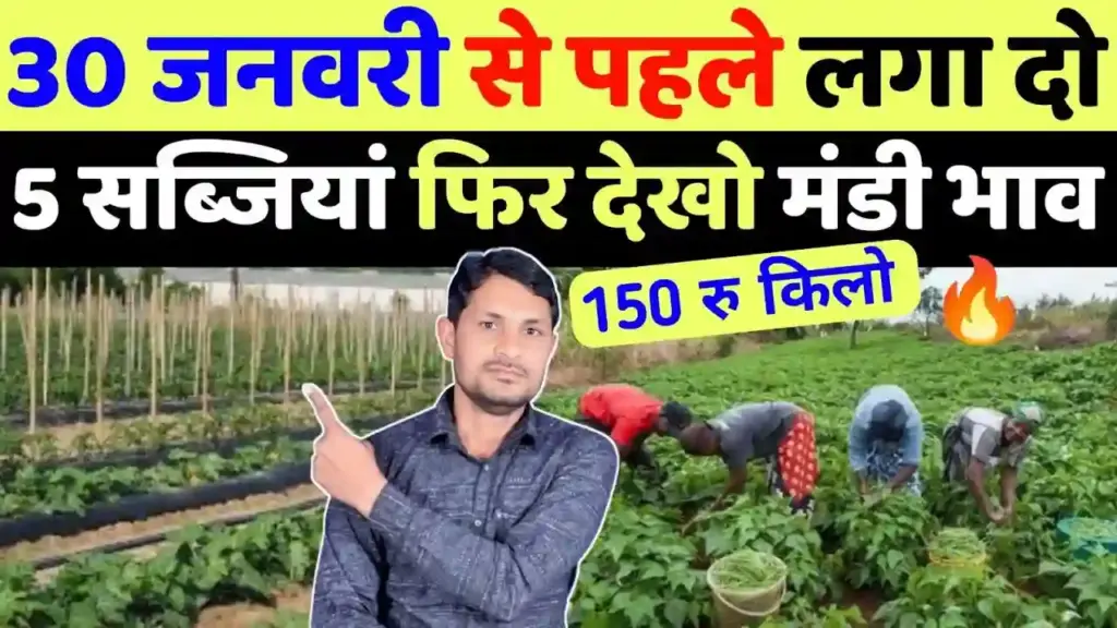 30 जनवरी तक लगाएं ये 5 सब्जियां, मिलेगा ₹100 किलो तक का बंपर मंडी भाव