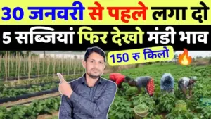 30 जनवरी तक लगाएं ये 5 सब्जियां, मिलेगा ₹100 किलो तक का बंपर मंडी भाव